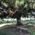 Tiny House, Tiny Black Frutillar